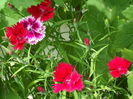 SAM_0033