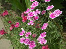 SAM_0035