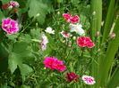 SAM_0036