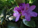Roseum Elegans