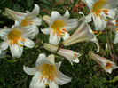SAM_0045