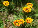 SAM_0049