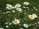 SAM_0052