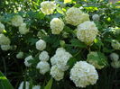 viburnum opulus