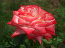 SAM_0053