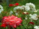 SAM_0054