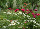 SAM_0055