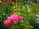 SAM_0060