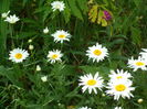 SAM_0064