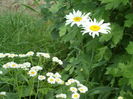 SAM_0066