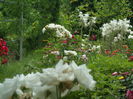 SAM_0071