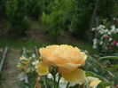 SAM_0077