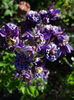 Aquilegia 'Winky Double Blue-White'