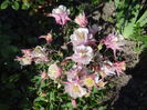 Aquilegia 'Winky Double Rose-White'