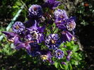 caldarusa dubla blue-white