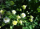 Aquilegia 'Winky Double white-white'