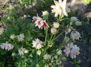 Aquilegia stellata Nora Barlow