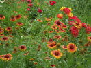 SAM_0081