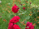 SAM_0082