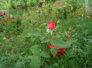 SAM_0084