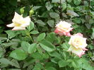 SAM_0088
