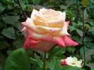 SAM_0089