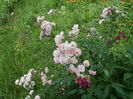 SAM_0091