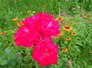 SAM_0093