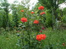 SAM_0096