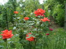 SAM_0097