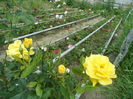 SAM_0098