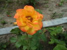SAM_0103