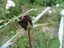 SAM_0104