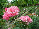 SAM_0106