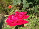 SAM_0004