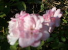 SAM_0005