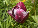 Tulipa Queen of Night (2016, April 19)
