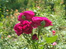 SAM_0013