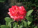SAM_0016