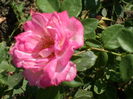 SAM_0017
