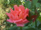 SAM_0021