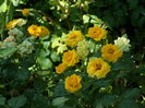 SAM_0024