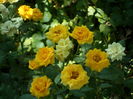 SAM_0025