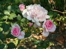 SAM_0026