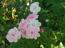 SAM_0028