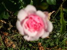 SAM_0029