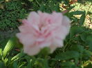 SAM_0030