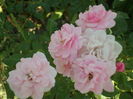 SAM_0031