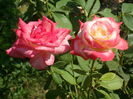 SAM_0035