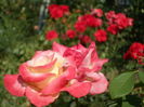 SAM_0037